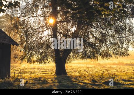 Stimmungsvoller Sonnenaufgang im Bezirk Kassel, Sonnenschein durch einen Baum, ländliche Gegend Stockfoto
