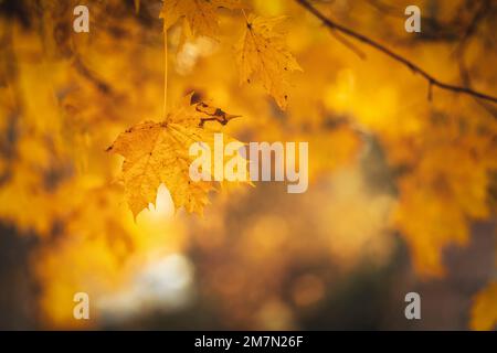 Gelb gefärbte Ahornblätter im Herbst nahe Kassel, Nahaufnahme von Blättern mit unscharfem Hintergrund Stockfoto