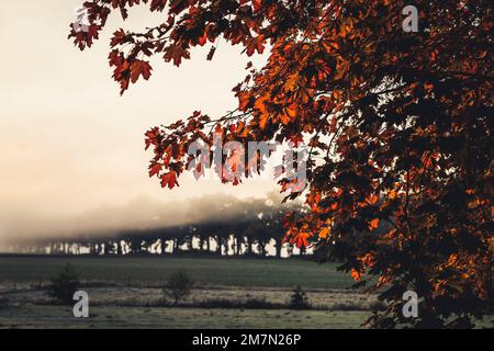 Morgenatmosphäre im Herbst in Reinhardswald im Stadtteil Kassel, Blick auf die Eichenallee im frühen Morgennebel im Hintergrund, roter Ahorn im Vordergrund Stockfoto