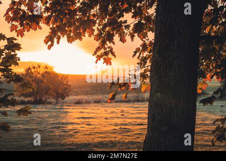 Morgenstimmung im Herbst in Reinhardswald im Bezirk Kassel, roter Ahorn im Vordergrund, hinter Sonnenlicht Stockfoto