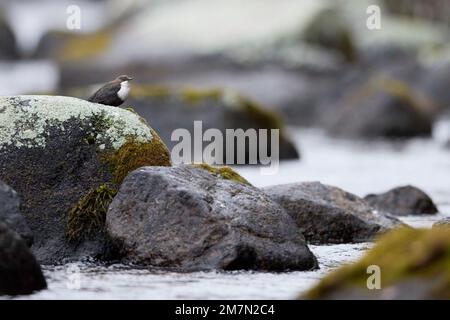 Dipper, Cinclus cinclus, Vogel, Finnland Stockfoto
