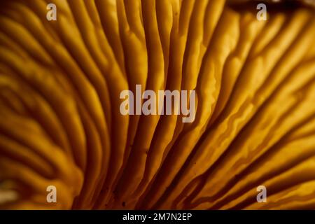 Pilze, Trompetenpfifferling, Lamellen, Hintergrundbeleuchtung, Details Stockfoto