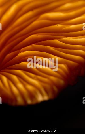 Pilze, Trompetenpfifferling, Lamellen, Hintergrundbeleuchtung, Details Stockfoto