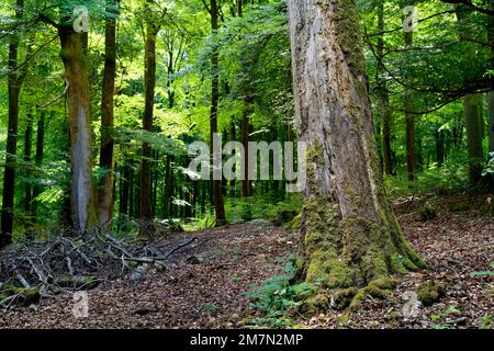 Europa, Deutschland, Rheinland-Pfalz, Hümmel, Natur, Wald, Waldgebiet, Mischwald, Laubbäume, Laubbäume, Hintergrundbeleuchtung, Buchen, Buche, fagus, Baumstumpf, Sterben, niemand, keine Menschen Stockfoto