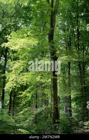 Europa, Deutschland, Rheinland-Pfalz, Hümmel, Wald, Bäume, Buchenwald, Buchen, Baum, Buche, fagus, alte Bäume, Sommer, Seitenlicht, hell, Blätter, Farbklima, grün, positiv, gesund, Atmosphäre, Atmosphäre, niemand, keine Menschen Stockfoto