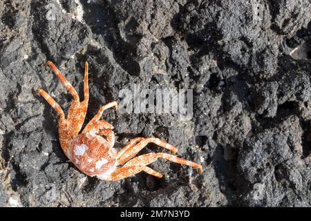 Überreste einer toten rötlichen und orangefarbenen Krabbe auf dunklen vulkanischen Felsen an einem Strand von Saint Barths Stockfoto