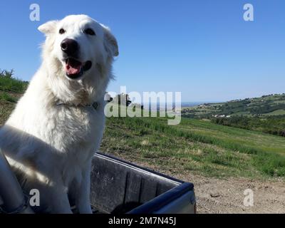 Pastore svizzero - Schweizer Schäferhund Stockfoto