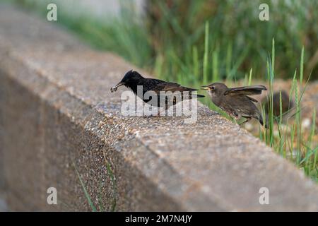 Juvenile Starling - Sturnus vulgaris bettelt um Nahrung. Stockfoto