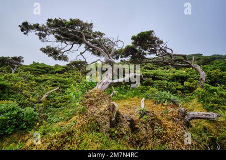 Wacholderbeere, Cedro-do-Mato (Juniperus brevifolia) und Azorenheather (Erica azorica). Flores Naturpark, Flores Insel. Azoren-Archipel, Portu Stockfoto