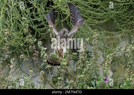 Juvenile Kestrel-Falco tinnunculus auf Common Mallow-Malva sylvestris. Stockfoto