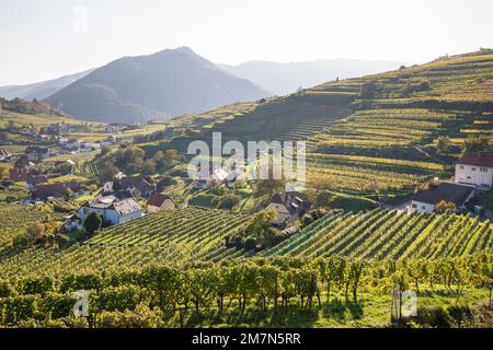 Blick auf Wohnhäuser in den Weinbergen, Spitz, Wachau, Niederösterreich, Österreich, Stockfoto