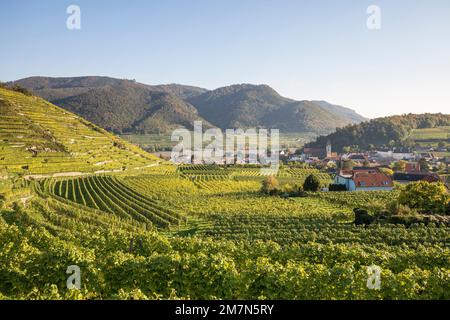 Blick über die Weinberge nach Spitz, Wachau, Niederösterreich, Österreich, Stockfoto