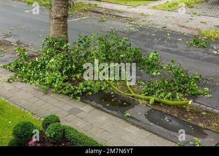 Baumschäden nach Sturm in NRW am 06.30.2022, Gewitter mit Sturm und starkem Regen, Sturmschäden, Bruch eines Astes eines Flugzeuges in der Wilhelmstraße in Oberhausen-Sterkrade, Oberhausen, Ruhrgebiet, Nordrhein-Westfalen, Deutschland Stockfoto