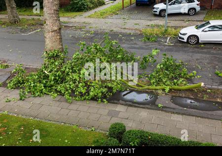 Baumschäden nach Sturm in NRW am 06.30.2022, Gewitter mit Sturm und starkem Regen, Sturmschäden, Bruch eines Astes eines Flugzeuges in der Wilhelmstraße in Oberhausen-Sterkrade, Oberhausen, Ruhrgebiet, Nordrhein-Westfalen, Deutschland Stockfoto