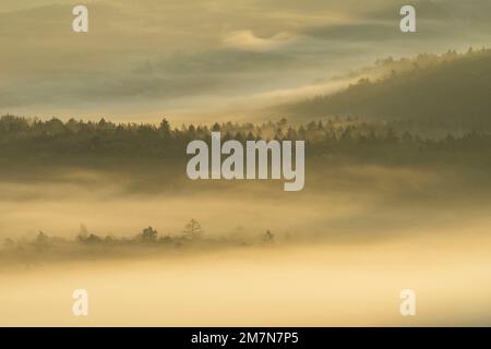 Nebel spielt um Berggipfel und Bäume und leuchtet goldfarben in der Morgensonne, Naturpark Pfälzerwald, Biosphärenreservat Pfälzerwald-Nordvogesen, Deutschland, Rheinland-Pfalz Stockfoto