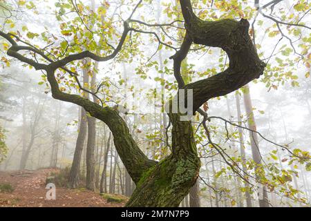 Neblige Atmosphäre im Wald bei Lug, gedrehte Eiche in Herbstblättern, Naturpark Pfälzerwald, Biosphärenreservat Pfälzerwald-Nordvogesen, Rheinland-Pfalz, Deutschland Stockfoto