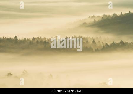 Nebel spielt um Berggipfel und Bäume und scheint goldbraun in der Morgensonne, Naturpark Pfälzerwald, Biosphärenreservat Pfälzerwald-Nordvogesen, Deutschland, Rheinland-Pfalz Stockfoto