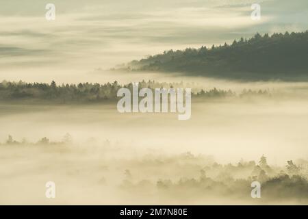 Dichter Nebel liegt in den Tälern des Pfalzwaldes, Morgenlicht, Naturpark Pfalzwald, Naturschutzgebiet Pfalzwald-NordVogesen, Deutschland, Rheinland-Pfalz Stockfoto