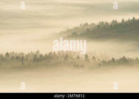 Dichter Nebel liegt in den Tälern des Pfalzwaldes, Morgenlicht, Naturpark Pfalzwald, Naturschutzgebiet Pfalzwald-NordVogesen, Deutschland, Rheinland-Pfalz Stockfoto