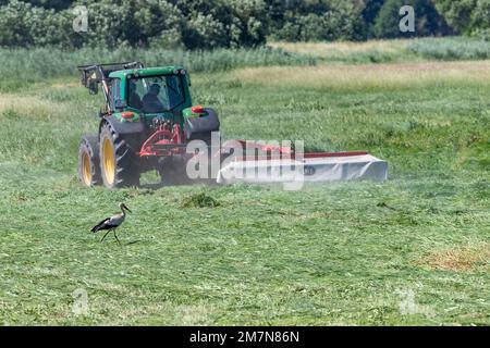 Weißer Storch, der auf einer Wiese forscht, Bauer mit Traktor Stockfoto