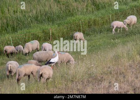 Weißer Storch unter Schafen auf einer Wiese Stockfoto