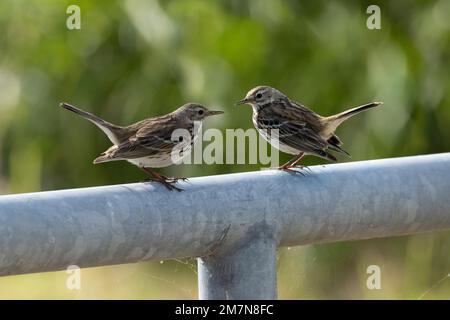 Brauner Baumpipit (Anthus trivialis) Stockfoto