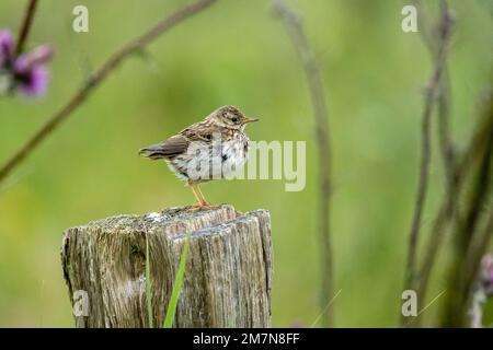 Brauner Baumpfeffer (Anthus trivialis) Stockfoto