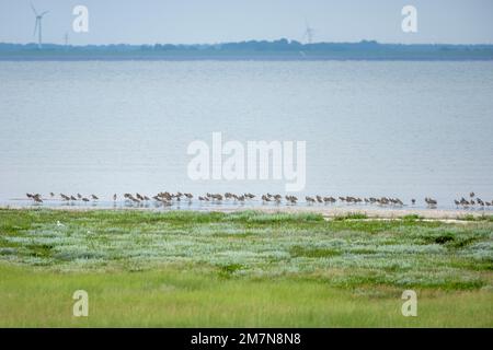 Deutschland, Ostfriesien, Juiseninsel, Curlew (Numenius arquata) auf den Schlammgebieten. Stockfoto