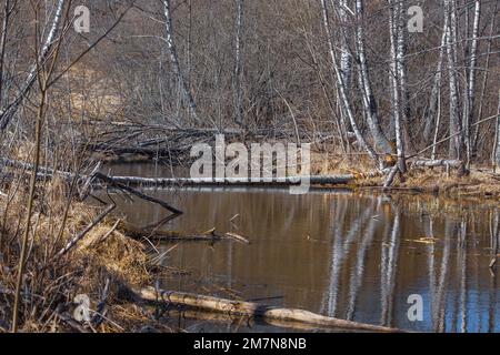 Malerischer Blick auf den Bach mit Spuren von Bibern Stockfoto