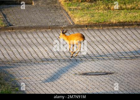 Rotwild (Capreolus capreolus), auch europäischer Rotwild, auf der östlichen Insel Juist. Stockfoto