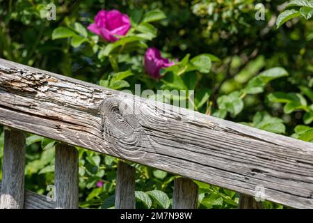 Deutschland, Ostfriesien, Insel Juist, alter Holzzaun. Stockfoto