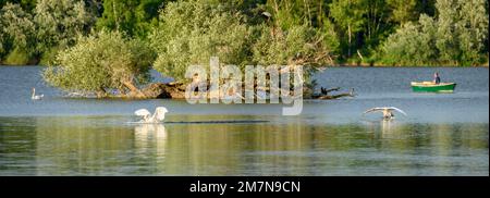 Deutschland, Baden-Württemberg, Karlsruhe, Schwäne in Knielinger See. Stockfoto