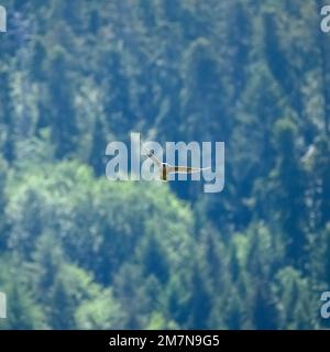 Wanderfalke (Falco peregrinus), junger Wanderfalke im Flug. Stockfoto