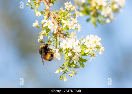 Dunkle Erdenhummel (Bombus terrestris) auf einem blühenden Ast. Stockfoto