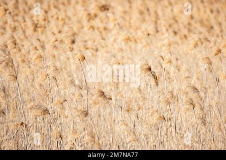 Reed (Phragmites australis), allgemein Schilf. Stockfoto