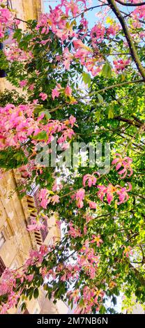 Blühender Seidenseidenbaum (Ceiba speciosa) in Cefalu, Sizilien Stockfoto