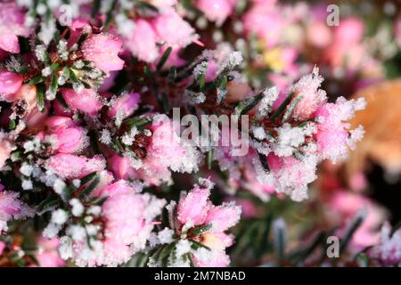 Blühende Schneeheuse (Erica Carnea), bedeckt mit Heiserfrost im Dezember Stockfoto