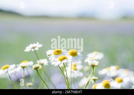 Blumenwiese, Schwäbische Alb, Baden-Württemberg, Deutschland Stockfoto