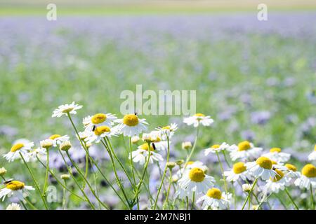 Blumenwiese, Schwäbische Alb, Baden-Württemberg, Deutschland Stockfoto