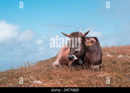 Kuh auf einer Bergwiese, Chasseral, Berner Jura, Kanton Bern, Schweiz Stockfoto