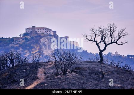 Wilde Feuer im Naturpark Arrabida. Palmela, Portugal Stockfoto