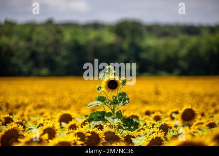 Wunderschönes gelbes Sonnenblumenfeld, mit einer Blume, die herausragt. Sonnenblume Helianthus annuus L. auf dem Balaton, Ungarn Stockfoto