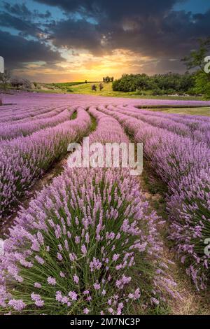 Wunderschönes Lavendelfeld, Lavandula angustifolia bei Sonnenuntergang, Landschaftsfoto in Köröshegyi, Balaton, Ungarn Stockfoto