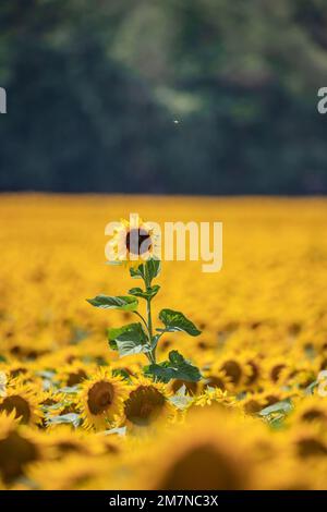 Wunderschönes gelbes Sonnenblumenfeld, mit einer Blume, die herausragt. Sonnenblume Helianthus annuus L. auf dem Balaton, Ungarn Stockfoto