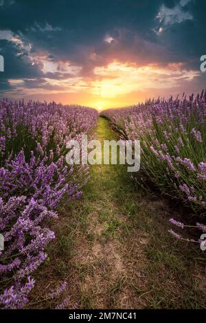 Wunderschönes Lavendelfeld, Lavandula angustifolia bei Sonnenuntergang, Landschaftsfoto in Köröshegyi, Balaton, Ungarn Stockfoto