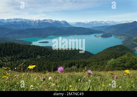 Schöner türkisfarbener Walchensee im Sommer mit herrlichem Bergpanorama und bunt blühender Wiese im Vordergrund, Blick von Jochberg Stockfoto