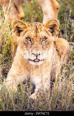 Der junge afrikanische Löwe Panthera Leo liegt im Gras der Savanne. Tsavo West Nationalpark, Taita Hills, Kenia, Afrika Stockfoto