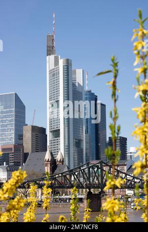 Blick auf die Skyline, das Bankenviertel und das Eisenersteg, im Vordergrund eine Forsythie, Forsythia x Intermedia. Frankfurt am Main, Hessen, Deutschland Stockfoto