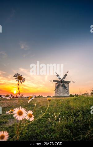 Alte historische Windmühlen auf einem Hügel, umgeben von Feldern und Blumen, Sonnenuntergang in Tési, tes, Balaton, Ungarn Stockfoto