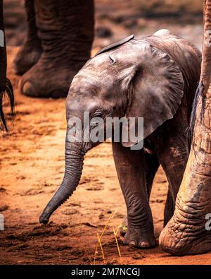 Der süße kleine afrikanische Baby-Elefant Loxodonta africana versteckt sich und sucht Schutz zwischen den Beinen seiner Herde. Tsavo West Nationalpark, Taita Hills, Kenia, Afrika Stockfoto